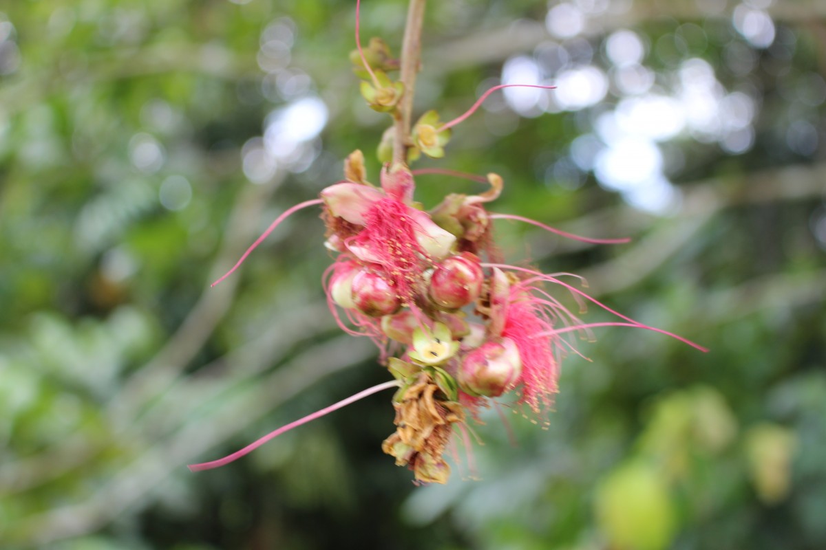 Lecythidaceae